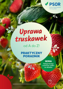 Uprawa truskawek